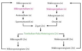 Dalam siklus hidup tumbuhan paku ini, fase sporofit lebih dominan dibandingkan dengan fase gametofitnya. Daur Hidup Tumbuhan Paku Idschool