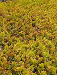 If You Re Tired Of Your Regular Grass Lawn These Gorgeous Creeping Plants Are Great Alternatives They Are An Excellent Sub Plants Plant Diseases Ground Cover