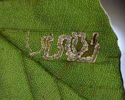 Image result for Stigmella tityrella