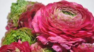 Renonculus Ranunculus Hd Wallpapers High Definition Hdwalle Ranunculus Flowers Flower Close Up