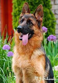 Bilder geschichte pflege temperament preis gesundheit. Grunwald Haus Deutscher Schaferhund Germanshepherd Germanshepherds Deutscher Germanshepherd Germanshephe Schaferhunde Deutscher Schaferhund Terrier Hund