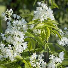Pimpernuss Blutenstrauch Mit Klappernden Fruchten Pflanzen Bienenfreundliche Pflanzen Garten Pflanzen