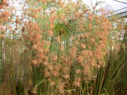 Image result for Cyperus fischerianus