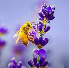 There is a sitcom blandness to the whole endeavor — any edge or personality has been flattened out. Whatsapp Dp Bee Animals Beautiful Beautiful Flowers