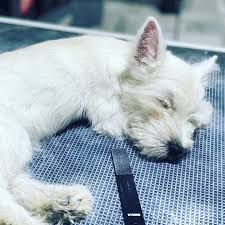This grooming facility has recently undergone a change in ownership and we are ecstatic to let our customers know all about the new and upcoming changes which are underway. The Pet Spa At Laguna Nyumbani Facebook