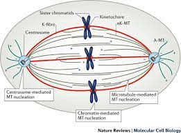 We did not find results for: Mitotic Spindle Assembly In Animal Cells A Fine Balancing Act Nature Reviews Molecular Cell Biology