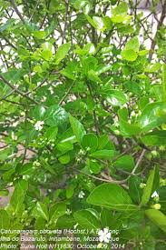 Image result for Catunaregam obovata