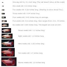 80 Rational Betta Growth Chart