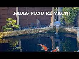 We generally offer two rules of thumb regarding the number of koi in a pond. Videos Quality Nishikigoi Japanese Koi For Sale