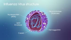 Image result for Influenza