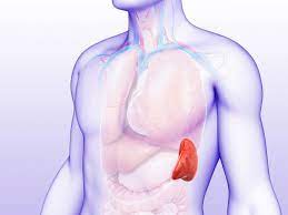 The spleen is a vascular lymphoid organ found in most vertebrates, normally close to the stomach in the abdominal cavity, and that functions in various activities related to the circulatory system and the immune system. Spleen Anatomy And Function