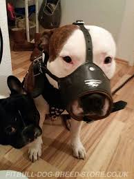 Bouledogue or bouledogue français) is a breed of domestic dog, bred to be companion dogs. Anti Bark Muzzle For American Staffordshire Terrier