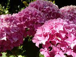 In Northern California It S Hydrangea O Clock Privilege