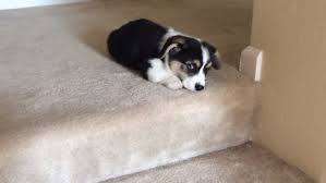 Add this video to your web page. Viral Video Shows Adorable Corgi Pup Who Can T Figure Out The Stairs