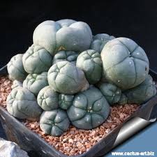 Image result for Loxodera caespitosa