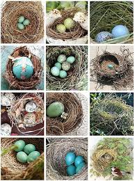Exotic Bird Eggs For Sale In Usa Flickr Favs Nests Eggs Bird Nest Pretty Birds Beautiful Birds
