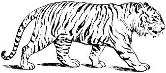 Tiger coloring pages free printable. Free Printable Tiger Coloring Pages For Kids Tiger Coloring Pages Animal Coloring Pages Tiger Coloring Page