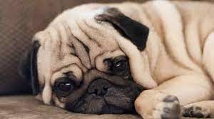 What Do Pugs Usually Die From