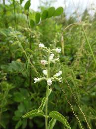 Image result for Ocimum lamiifolium