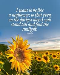 Positive Energy On Instagram Tag Someone Who Needs To Read This I Want To Be Like A Sunflower So In 2020 Sunflower Quotes Positive Energy Positive Energy Quotes