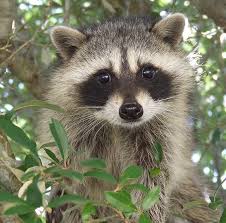 Pin On Raccoons