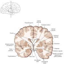 Cross Section Of The Brain Depicting The Position Occupied By The Anterior Thalamic Nucleus In The Ant Nervous System Parts Neuroscience Central Nervous System