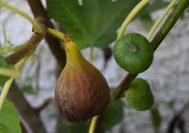 Des Figues Sucrees Et Succulentes En Belgique Et Meme En Ardenne Au Jardin Des Quatre Moineaux