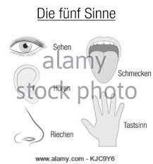 Eye Ear Tongue Nose And Hand Five Senses Chart With