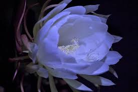 The blooms may be yellow, purple, orange, red or white. Orchid Cactus The Cinderella Flower Worth A Wait Cgtn
