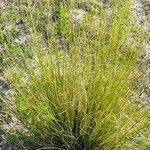 Image result for Elionurus muticus