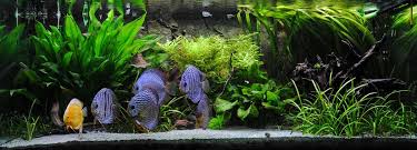 Diskusfische vom zertifizierten händler online kaufen. Diskus Haltung Diskusfische Richtig Halten Europa Discus Center