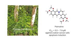 Image result for Rutidea