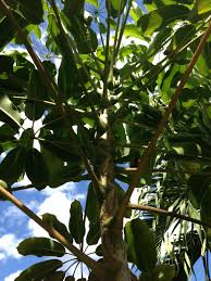 Trees in woodland often have narrower crowns compared to trees in parks with lots of space around them. What Is This South Florida Tree Gardening Landscaping Stack Exchange