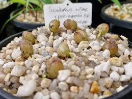 Image result for Scadoxus pole-evansii