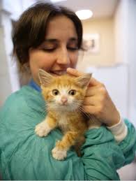 Feline Fine New Rte Show Goes Inside Ireland S Cat Hospital