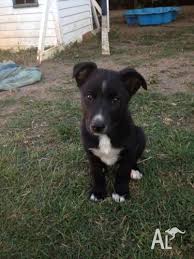 Purebred border collies are wonderful dogs. Border Collie X Kelpie Puppies For Sale In Abbotsford Queensland Classified Australialisted Com