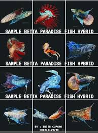 Cupang paradise atau ilmiahnya marcopodus opercularis, banyak di temukan di daerah persungaian sumatra, kalimantan dan sulawesi. Banyak Para Breeder Berburu Betta Wild Betta Fighter Facebook