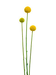 Billy Buttons Flower Essence Best Flower Wallpaper