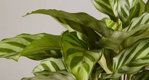 Image result for calathea