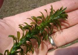 Image result for Elodea
