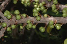 Image result for Ficus tremula