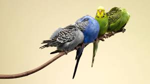 Check spelling or type a new query. How This Popular Pet Store Bird Got Its Sky Blue Hue Science Aaas