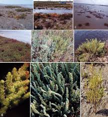 Image result for Sarcocornia