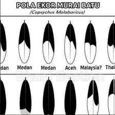 Suara murai batu bahorok asli terjernih 2019 juragan manuk alias jm adalah channel yang dibuat khusus untuk para pecinta burung. Ciri Ciri Murai Batu Medan Asli Bentuk Kepala Warna Bulu Dan Ekornya