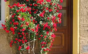 Do climbing roses grow in shade. All About Climbing Roses Stark Bro S