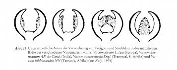 Image result for Viscum combreticola