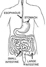 Find out how the digestive system works, from start to finish, in this video! Learn About The Digestive System For Kids Hubpages