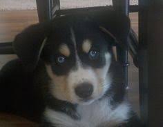 Bernese mountain dog husky mix puppies. My Willa Girl Bernese Mountain Dog Husky Mix Dog Mixes Mountain Dogs Dogs