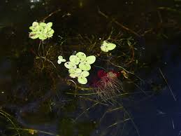 Image result for Spirodela polyrrhiza