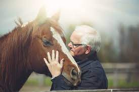 Learn The Lifespan Of A Horse